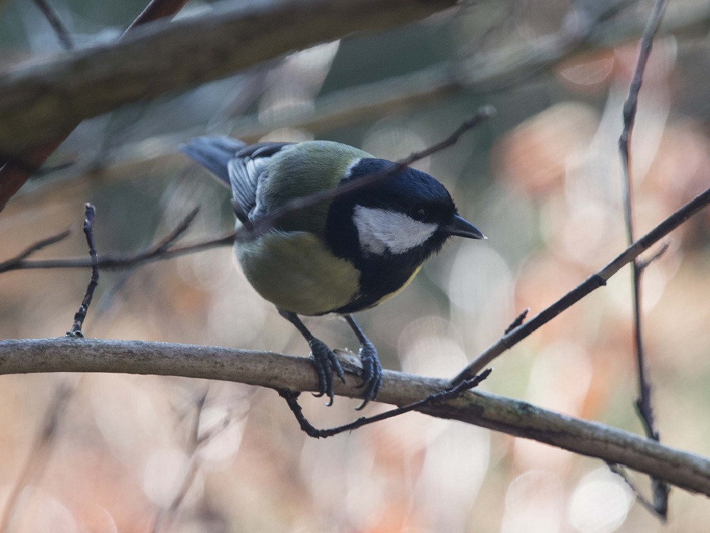 Collection URBANTIT